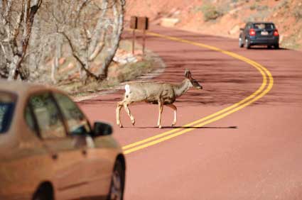 Wildlife Collisions Can Turn Tragic in a Moment