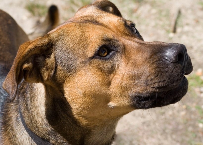 National Dog Bite Prevention Week