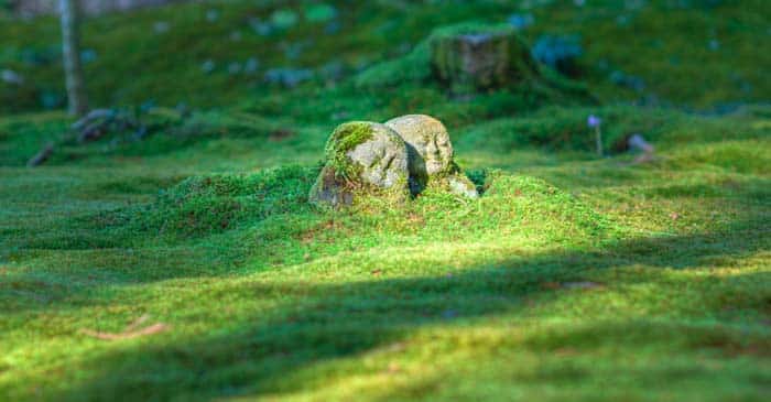 green burial life insurance