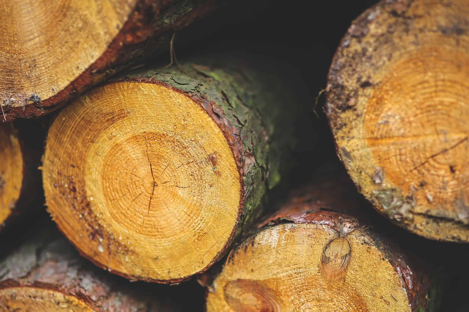 Insurance For Dangerous Jobs: Loggers