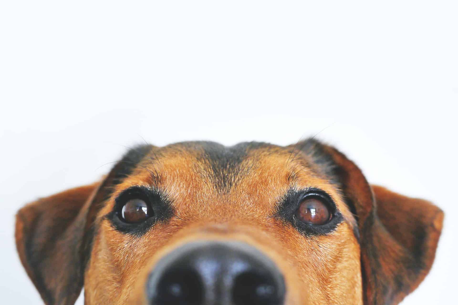 How Your Life Insurance Can Save Your Pets From Neglect in 2017